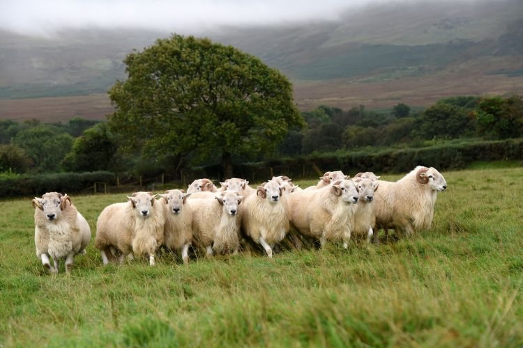 Wales leading world in genomic sheep breeding thanks to unique project - Vimarsana News