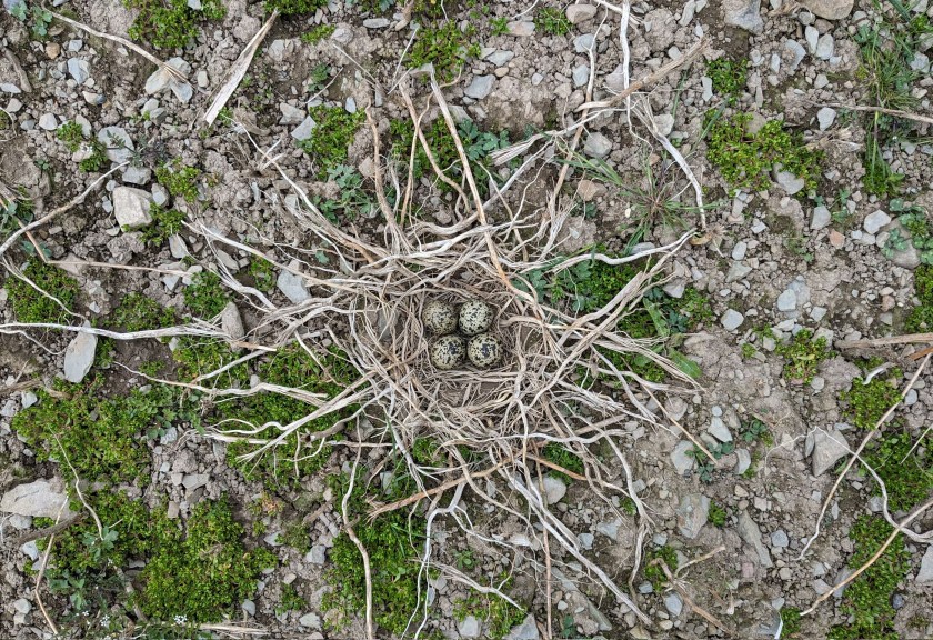 Farmers and conservationists unite to save lapwings in Scotland - Vimarsana News