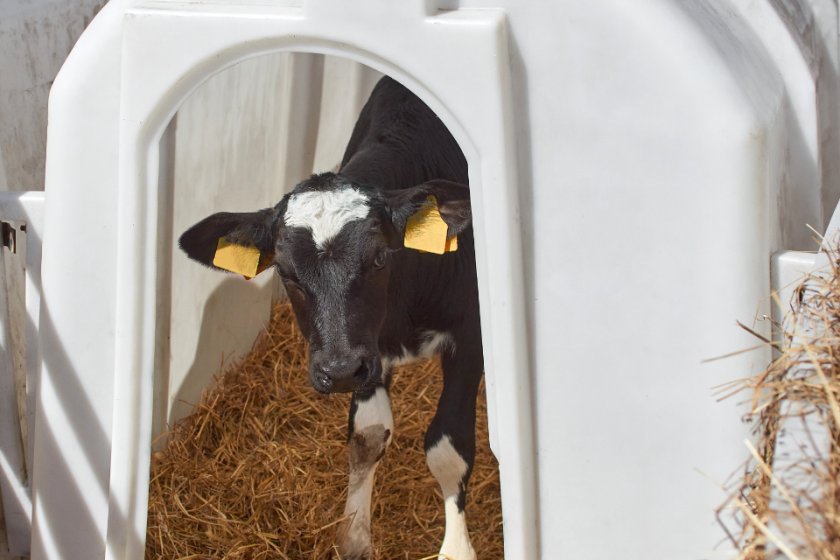 Defra unveils new £10m welfare fund for beef and dairy farmers - Vimarsana News