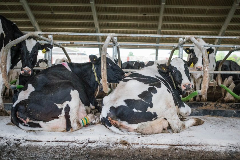 Record June heatwave cost dairy farmers 'more than a litre a day' - Vimarsana News