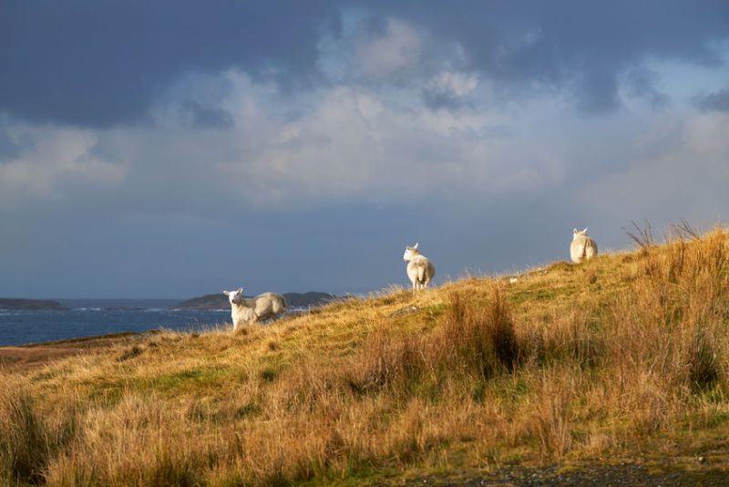 Scottish farmers urged to 'bank a lamb' as part of annual initiative - Vimarsana News