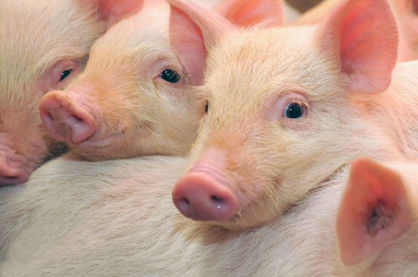 New funding boost aims to progress pig disease vaccine - Vimarsana News