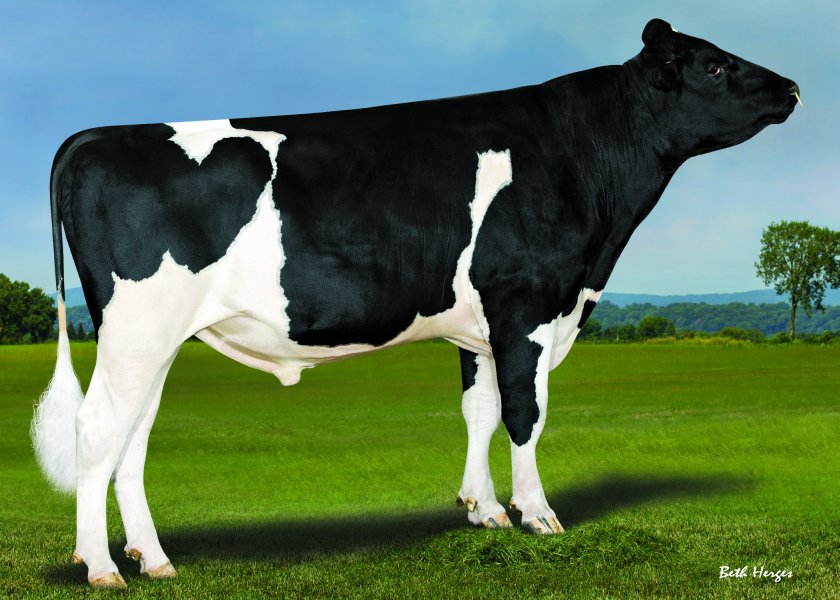 High fat and protein sires share top spot for autumn calving dairy herds - Vimarsana News