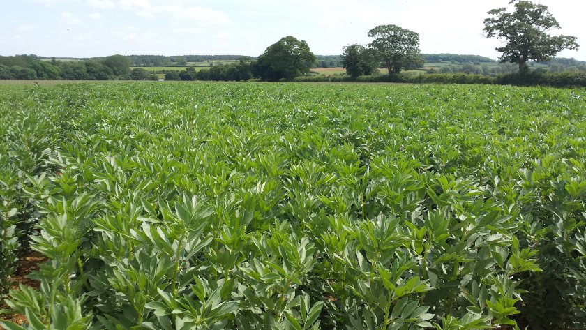 UK farmers urged to engage in emission-cutting pulse crop project - Vimarsana News