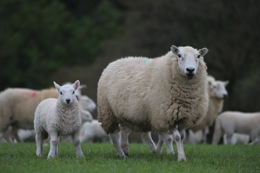 First UK sheep genetics exports shipped to US - Vimarsana News