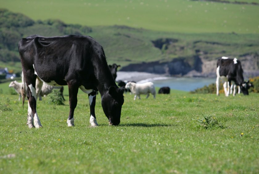 Farmers see value in peer-to-peer learning to improve cow foot health - Vimarsana News