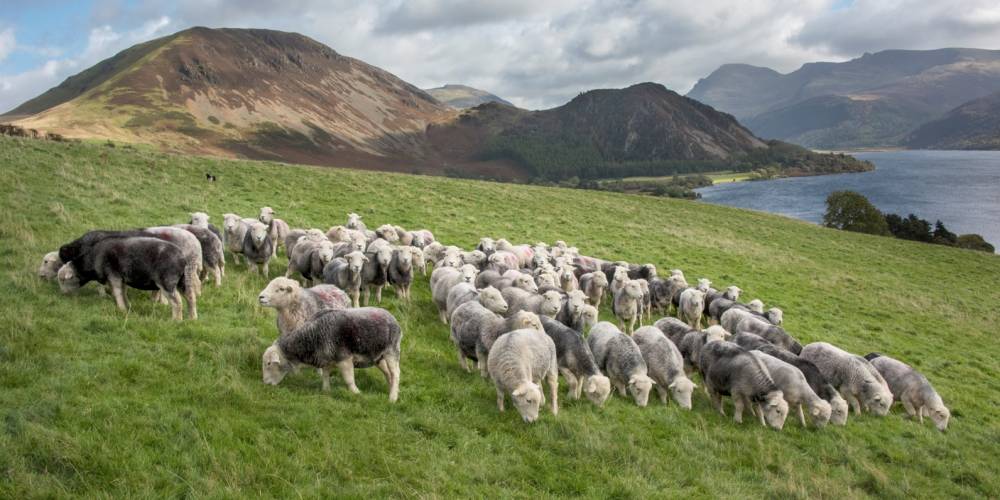 British lamb in spotlight as 2023 Love Lamb Week commences - Vimarsana News