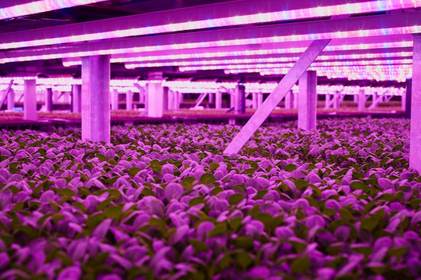 Asda becomes first UK retailer to stock salad grown in veritcal farm - Vimarsana News