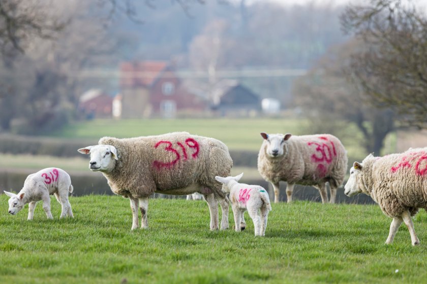 Sheep sector welcomes improved vaccine availability amid 'critical time' - Vimarsana News