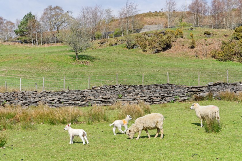 More than £158m in BPS advance payments made to Welsh farmers - Vimarsana News