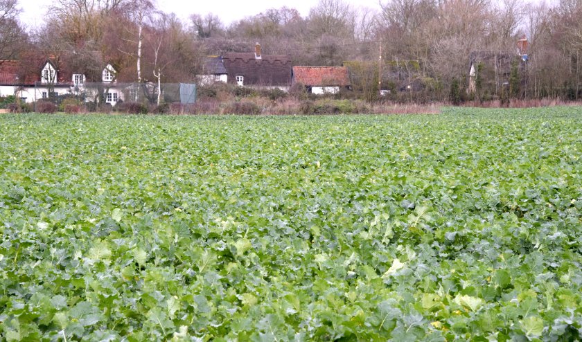 New propyzamide knowledge hub as OSR growers prepare for applications - Vimarsana News