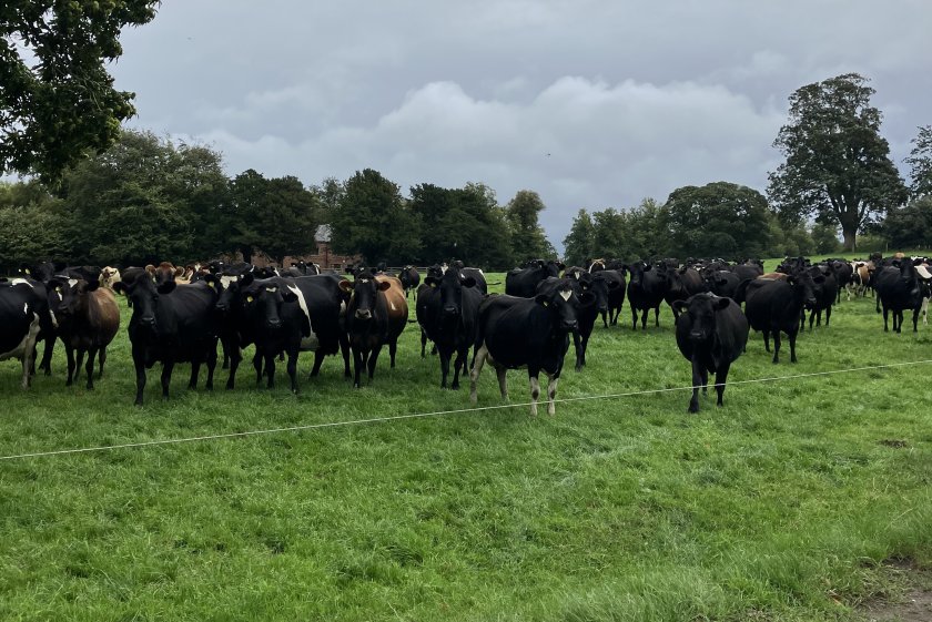 Farming family highlights benefits of introducing once-a-day milking - Vimarsana News