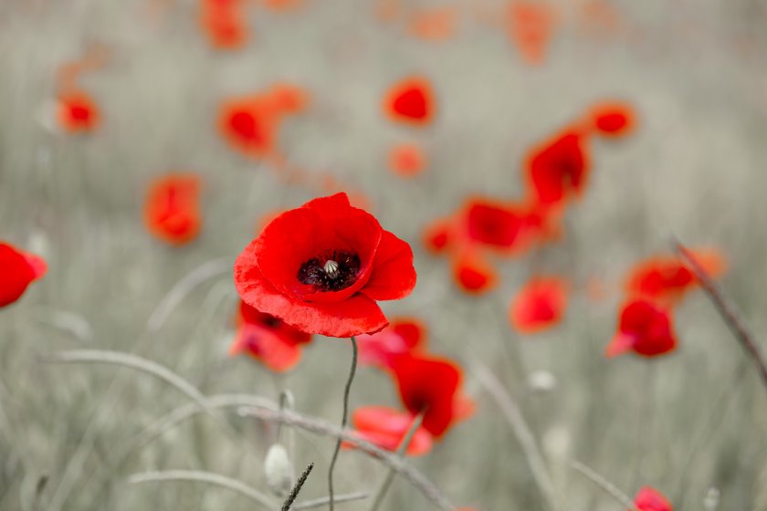 Newton Rigg to remember former students killed in World War 2 - Vimarsana News