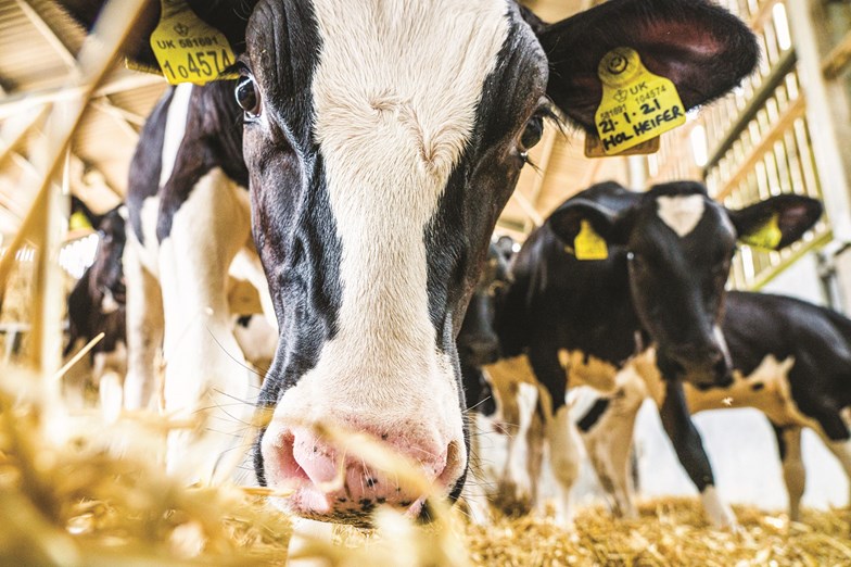 Seven dairy research projects receive £2m to boost sector productivity - Vimarsana News