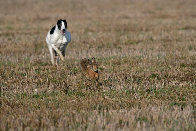 Men arrested after suspected hare coursing in East Yorkshire - Vimarsana News