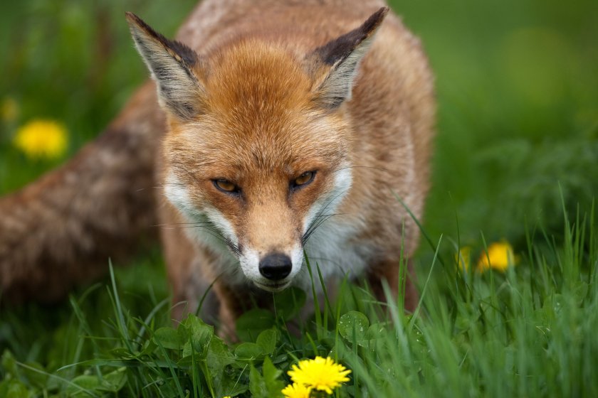 Fox cable restraint ban 'a dark day' for Scottish farmers and gamekeepers - Vimarsana News