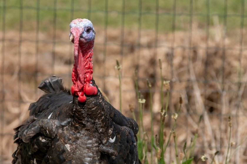 Güney Lincolnshire’daki bir hindi çiftliğinde kuş gribi doğrulandı