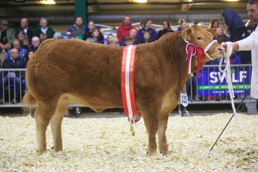 Livestock compete for big money at English Winter Fair - Vimarsana News