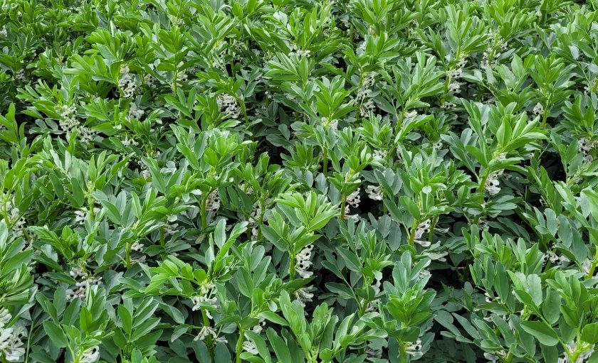Eleven new pea and bean varieties on 2024 Descriptive List for pulses - Vimarsana News
