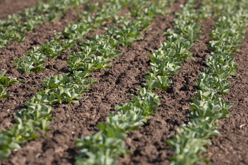 Project boosting UK-grown pulses sees new knowledge exchange platform - Vimarsana News