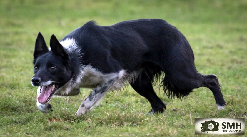 Working sheepdogs for deals sale
