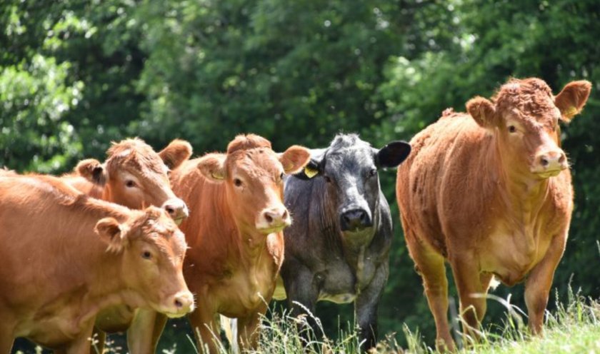 Boost for November prime beef prices as they level up year-on-year - Vimarsana News