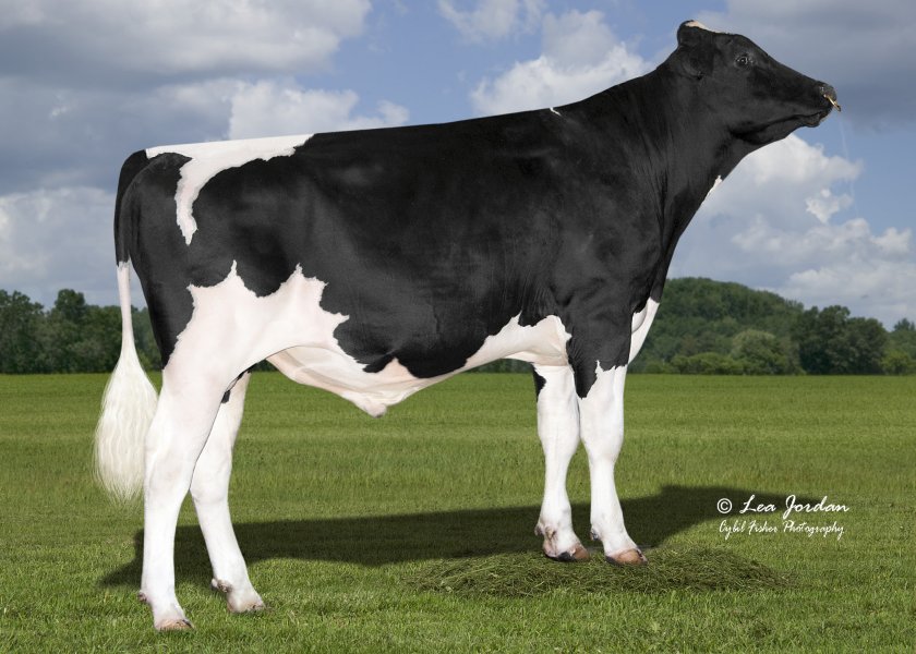 New entrant peaks in pole position on genomic Holstein sires list - Vimarsana News
