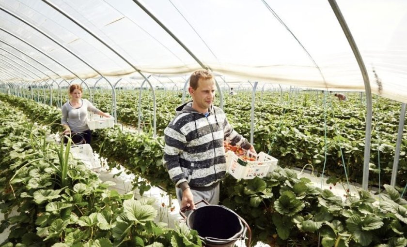 New Defra review seeks to boost fairness in fresh produce sector - Vimarsana News