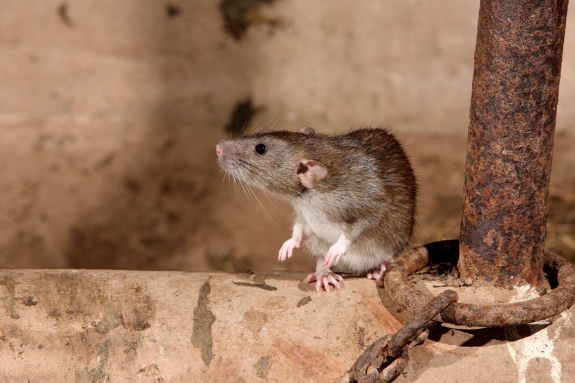 Farmers urged to prepare for significant change in access to rodenticides - Vimarsana News