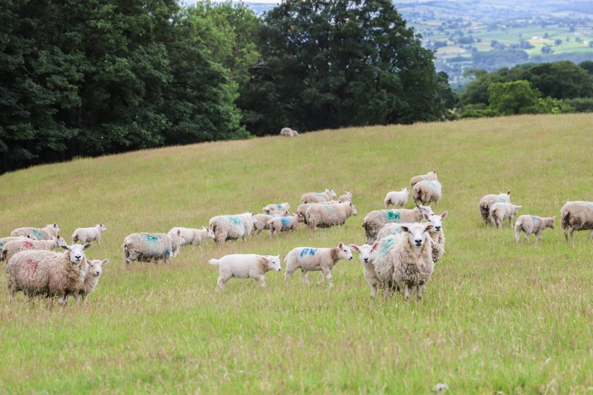 Mud snail DNA test could give answers to liver fluke risk in Welsh sheep flock - Vimarsana News