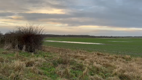 UK's first baked bean grower issues warning as farmland flooded - Vimarsana News