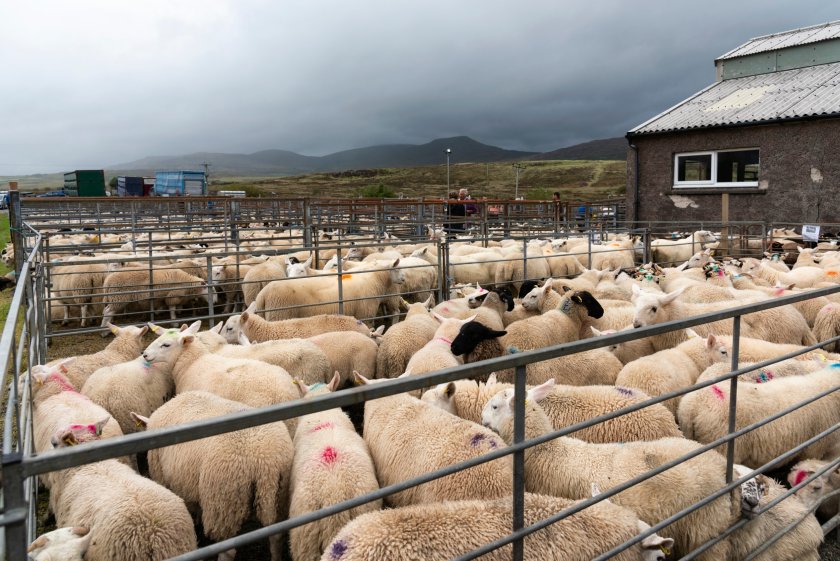 Challenges facing 2023 Scottish lamb crop to be tackled in free webinar - Vimarsana News