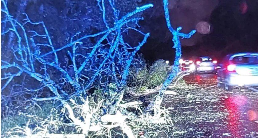 Police praise 'can-do attitude' of farmer who helped clear Storm Henk debris - Vimarsana News