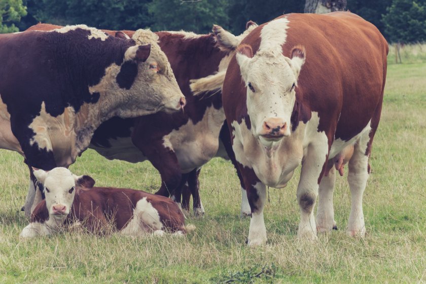 Over 50 bluetongue cases as farmers hold 'urgent' meeting tonight - Vimarsana News