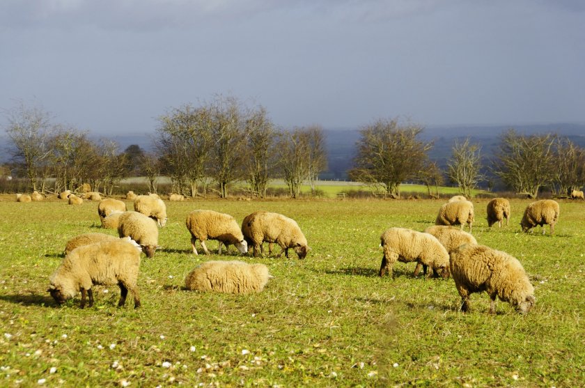 Sheep farmers urged to access support amid 'impactful' disease outbreaks - Vimarsana News