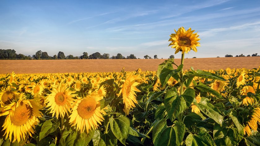 UK's first ever sunflower marketing pool created as interest rises - Vimarsana News
