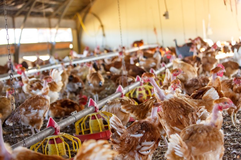 Bird flu: Impacted farmers could see increased statutory compensation - Vimarsana News