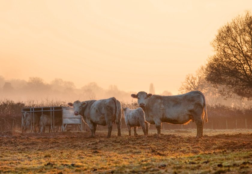 Bovine TB PCR testing to expand after success of initial rollout - Vimarsana News