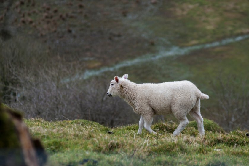 Welsh government 'wandering blindly toward disaster' with new agri scheme - Vimarsana News