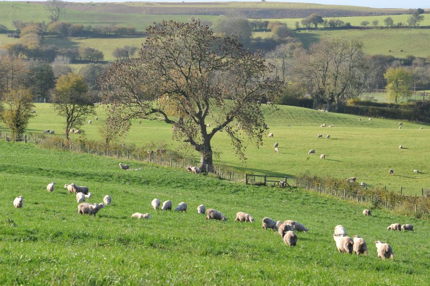2023 was a good year for grass growth in Wales, project says - Vimarsana News
