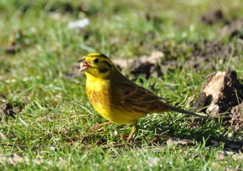 2024 Big Farmland Bird Count under way as farmers urged to take part - Vimarsana News
