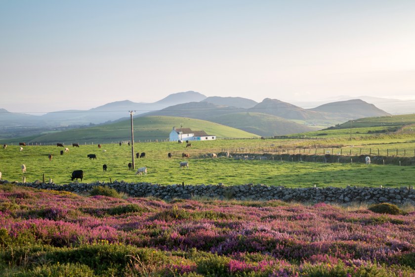 Welsh tenant farmers 'remain disadvantaged' by Sustainable Farming Scheme - Vimarsana News