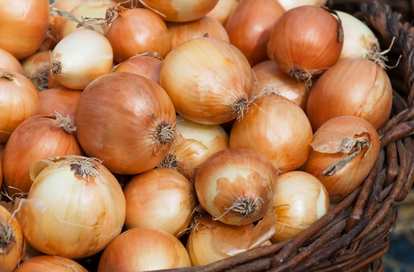 Researchers working to safeguard UK onion crop from destructive disease - Vimarsana News