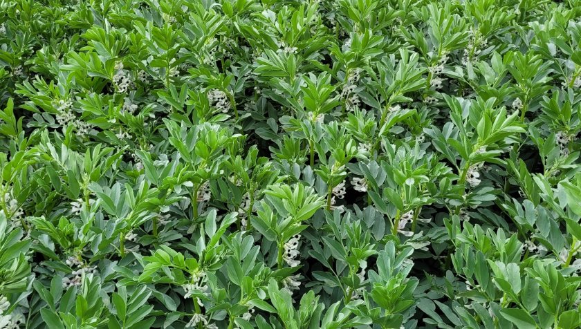 First 'pulse pioneers' recruited to farmer-led research project - Vimarsana News
