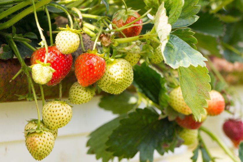 Code of practice would stamp out unfairness in horticulture, NFU says - Vimarsana News