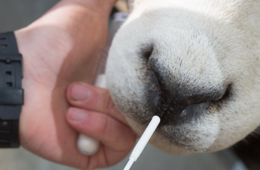 Texel Sheep Society introduces routine genomic evaluations - Vimarsana News