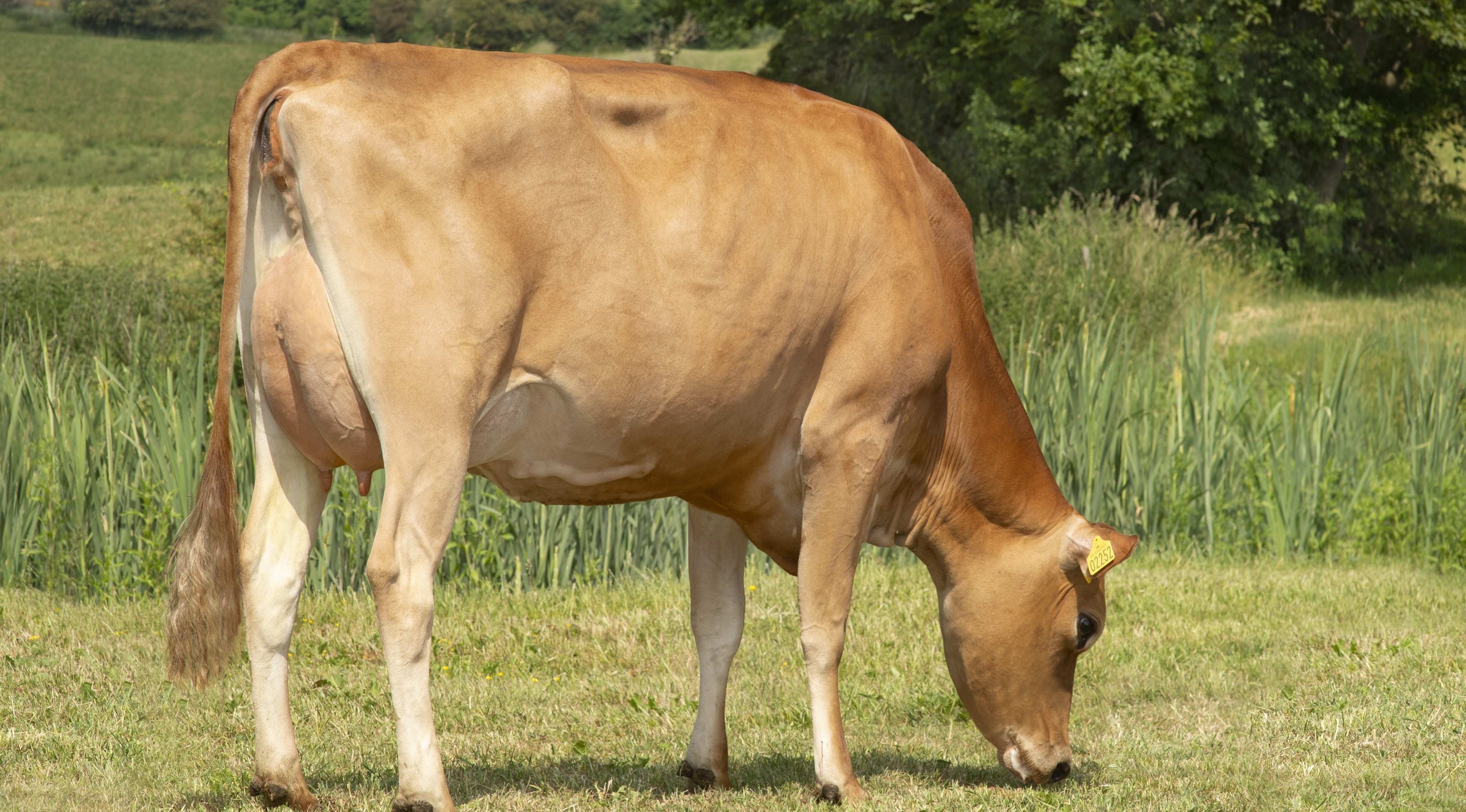 New blood in the rankings for spring and autumn block calvers - Vimarsana News