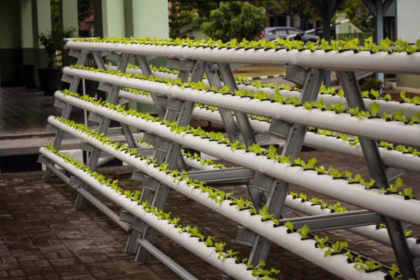 Growing crops indoors could be key part of UK food security, researchers say - Vimarsana News