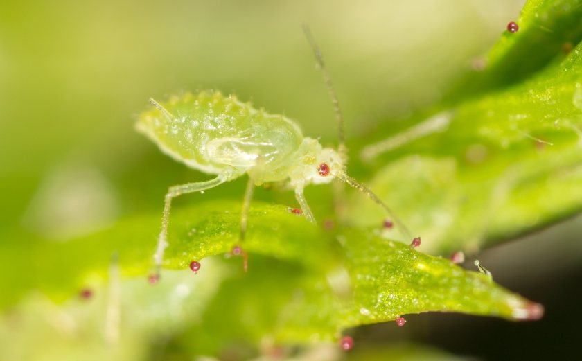 Researchers study aphids' flight patterns to improve crop security - Vimarsana News