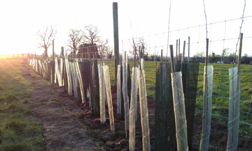 What do the new hedgerow regulations mean for farmers? - Vimarsana News